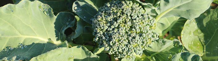 Broccoli by Early Morning Farm CSA
