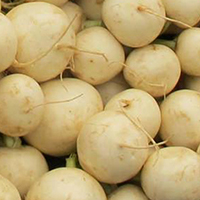 hakurei turnips
