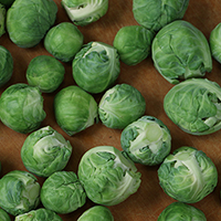 brusselssprouts2
