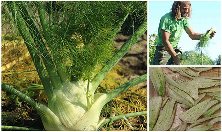 How to Use all the Fennel in Your CSA Share