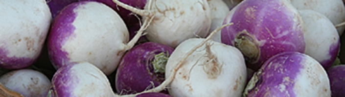 Purple Top Turnips
